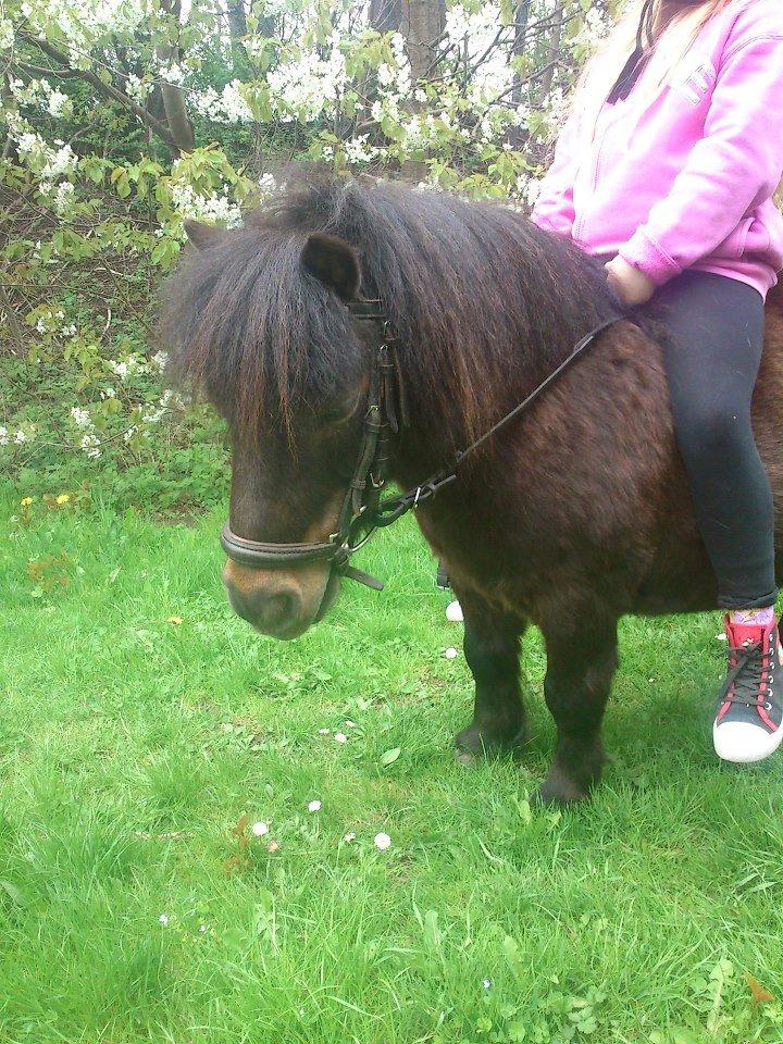 Shetlænder Sir Lancelot billede 4