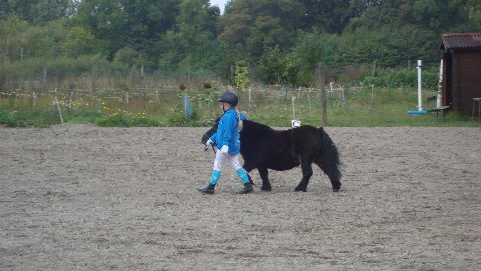 Shetlænder Sir Lancelot - Dyrskue billede 5