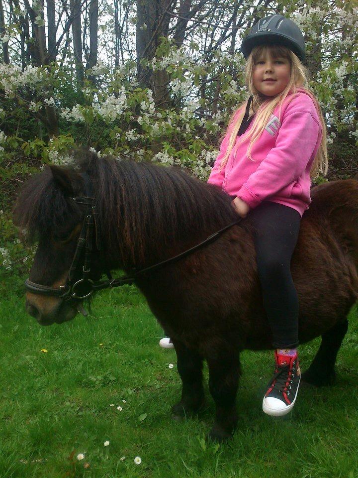 Shetlænder Sir Lancelot billede 6