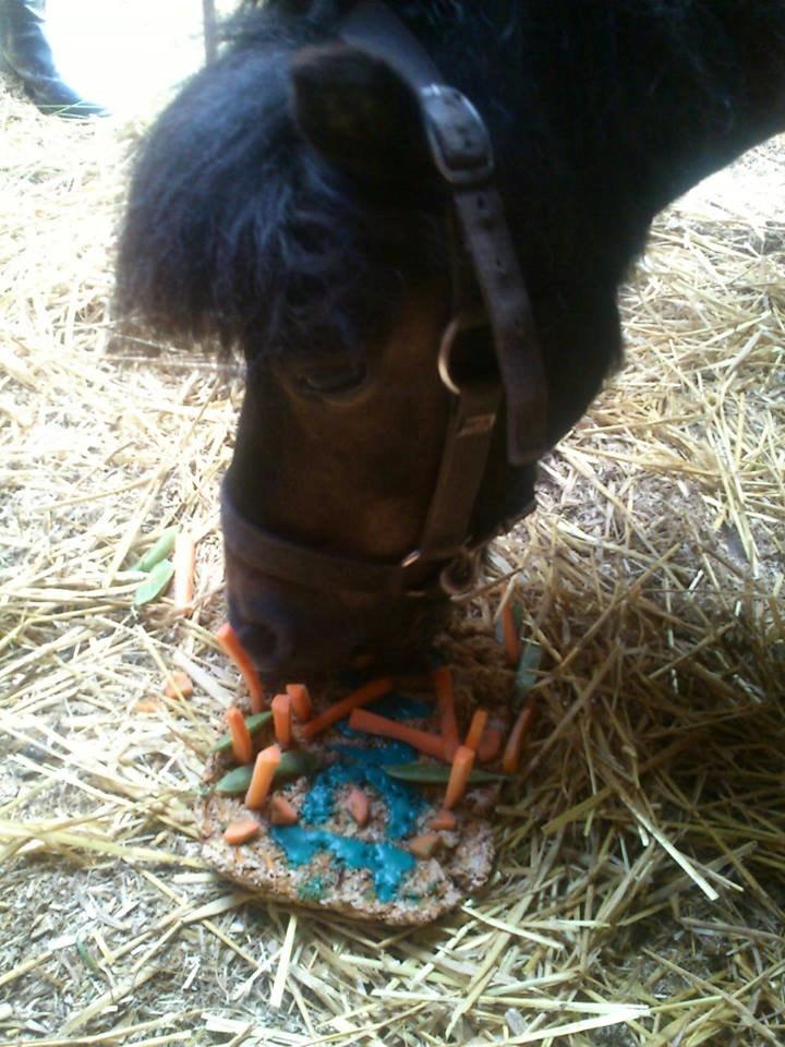 Shetlænder Sir Lancelot - Lance's fødselsdag og så må man da have en "lagkage" billede 7
