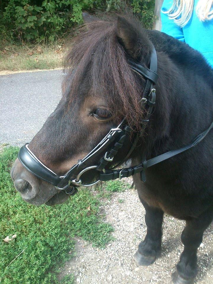 Shetlænder Sir Lancelot billede 8