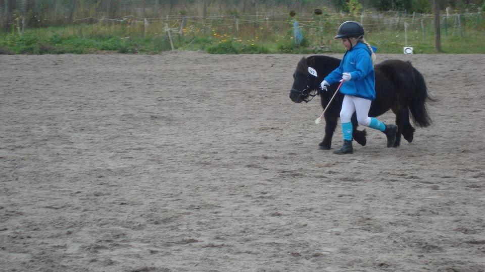 Shetlænder Sir Lancelot - Dyrskue billede 9