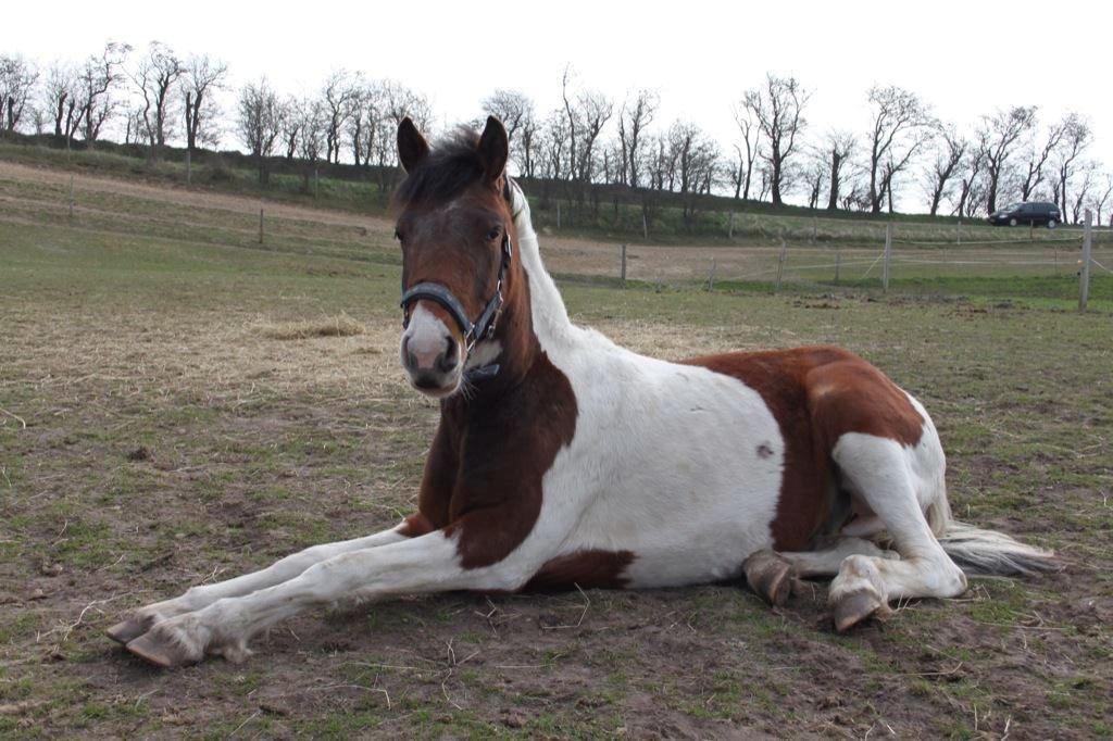 Pinto Kilgast's Assur billede 27