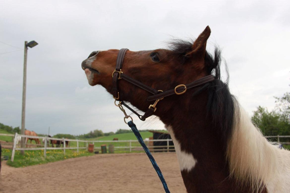 Pinto Kilgast's Assur billede 28