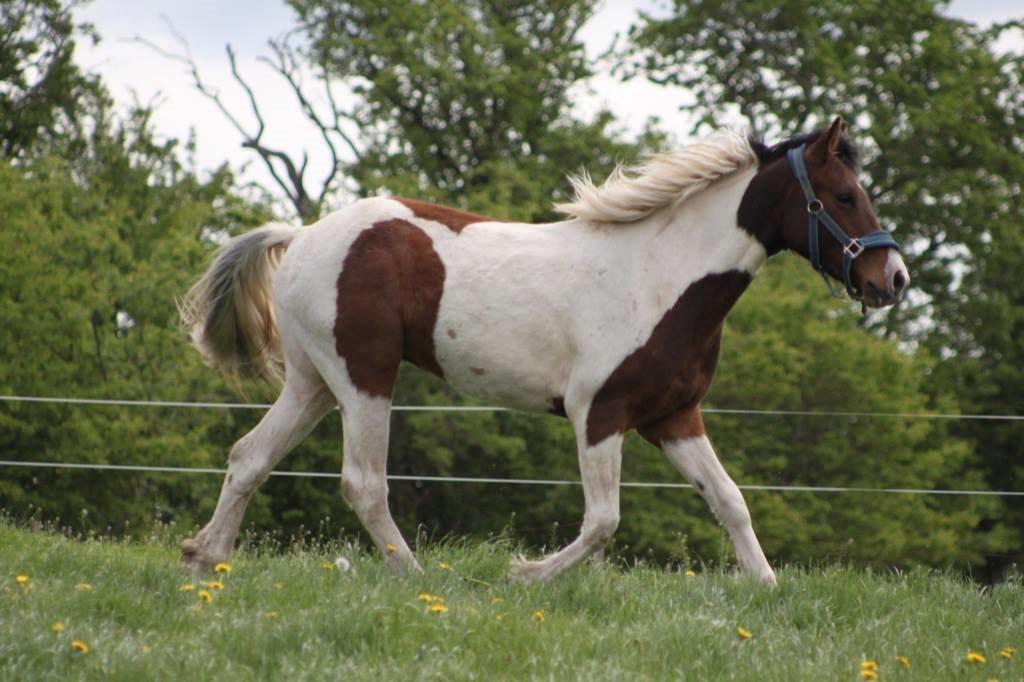 Pinto Kilgast's Assur billede 29