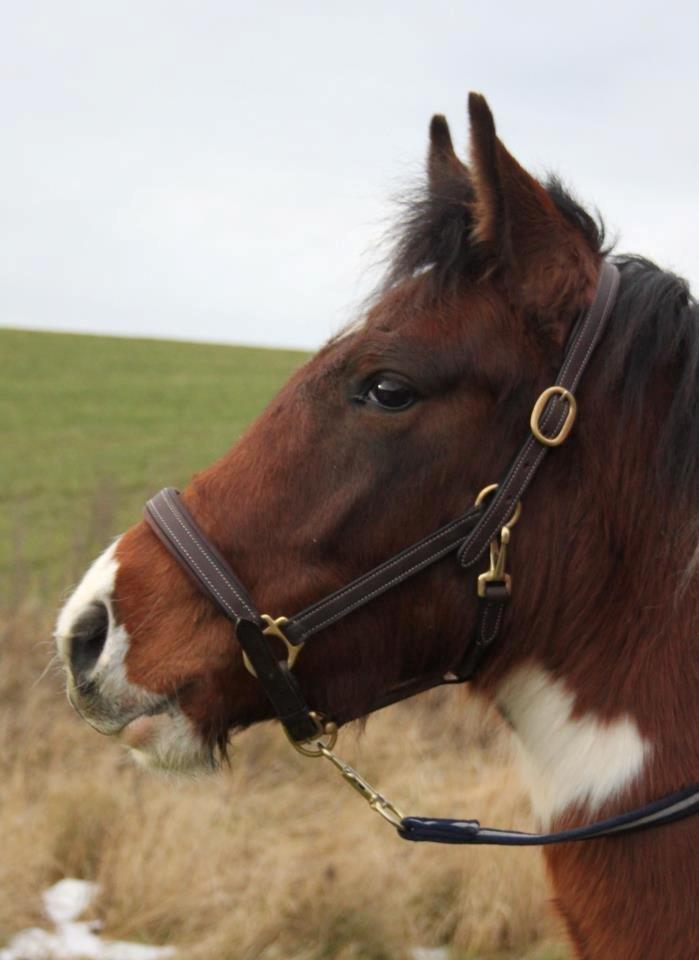 Pinto Kilgast's Assur billede 30