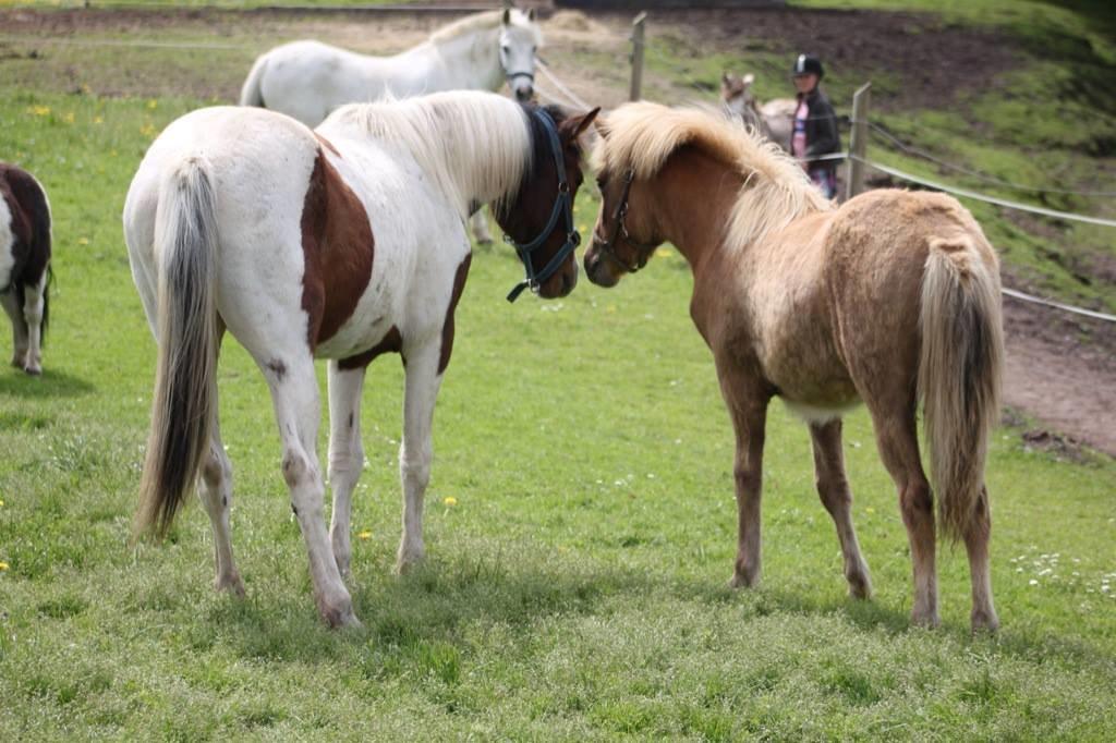 Pinto Kilgast's Assur billede 31