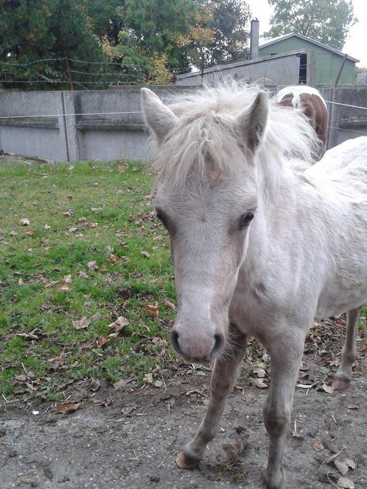 Welsh Partbred (Sec F) Agesergaards Golden Saga billede 19