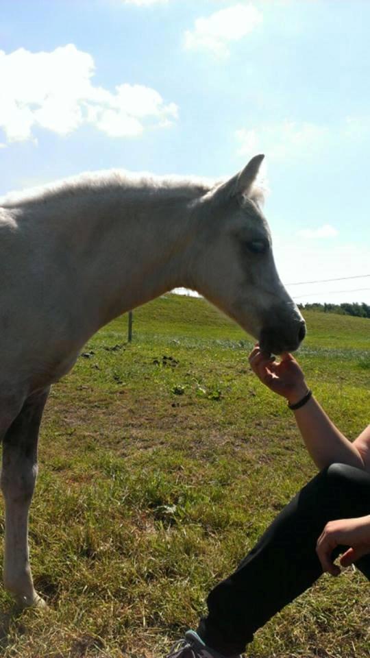 Welsh Partbred (Sec F) Agesergaards Golden Saga billede 20