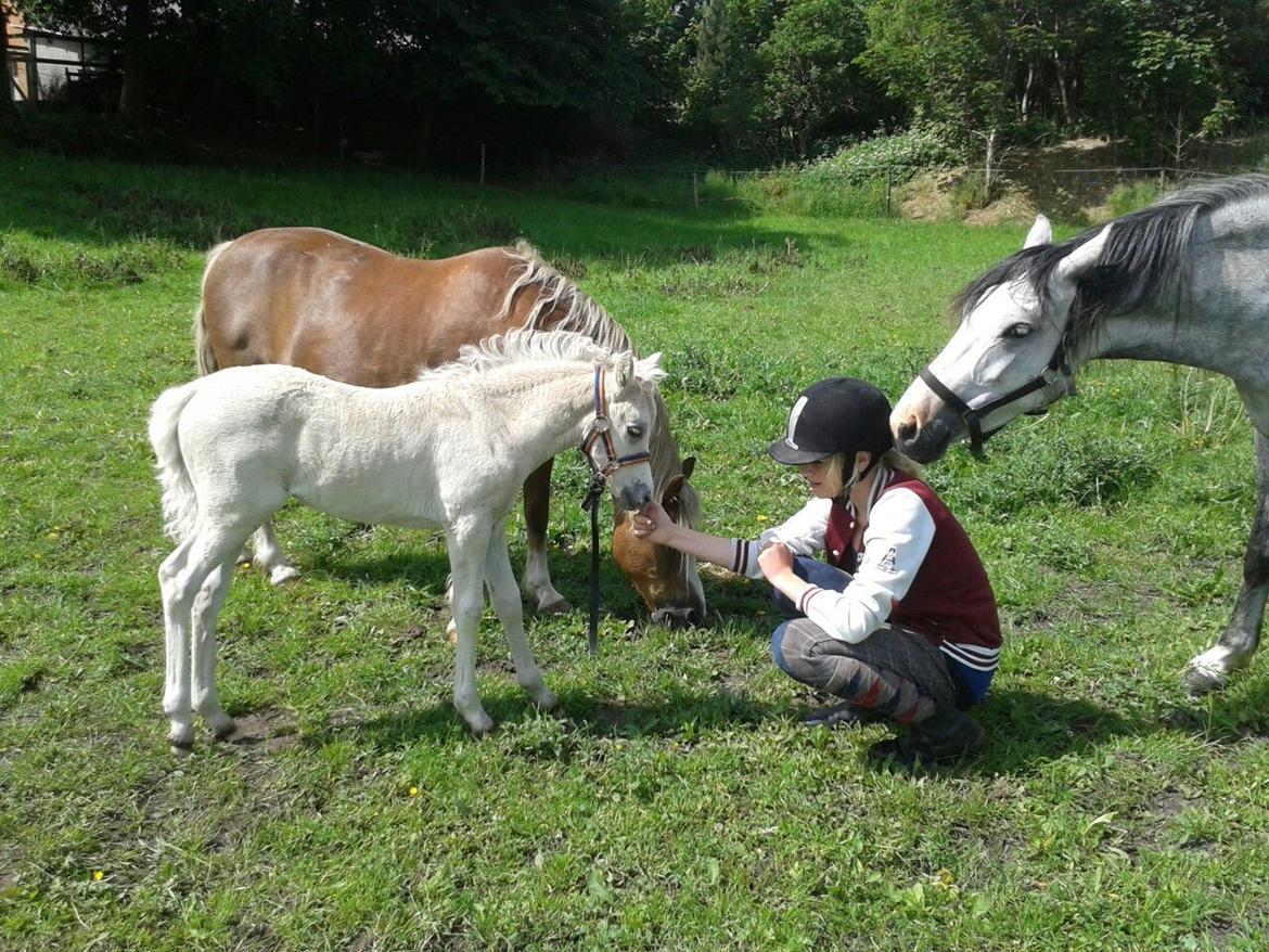 Welsh Partbred (Sec F) Agesergaards Golden Saga billede 21