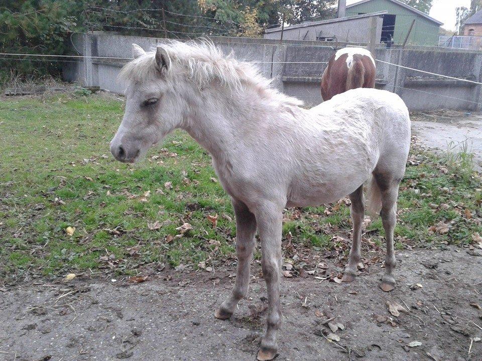 Welsh Partbred (Sec F) Agesergaards Golden Saga billede 22