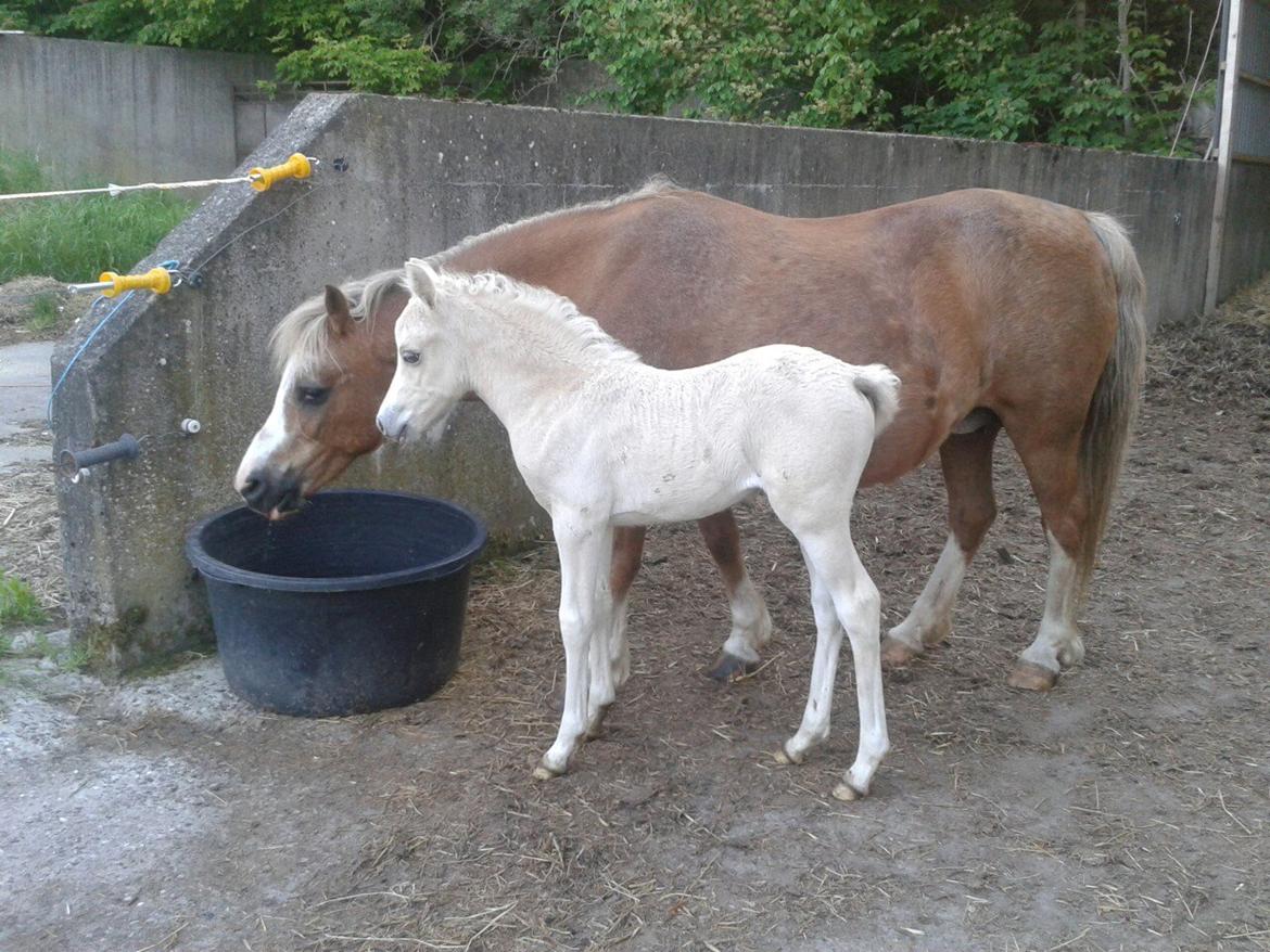 Welsh Partbred (Sec F) Agesergaards Golden Saga billede 23