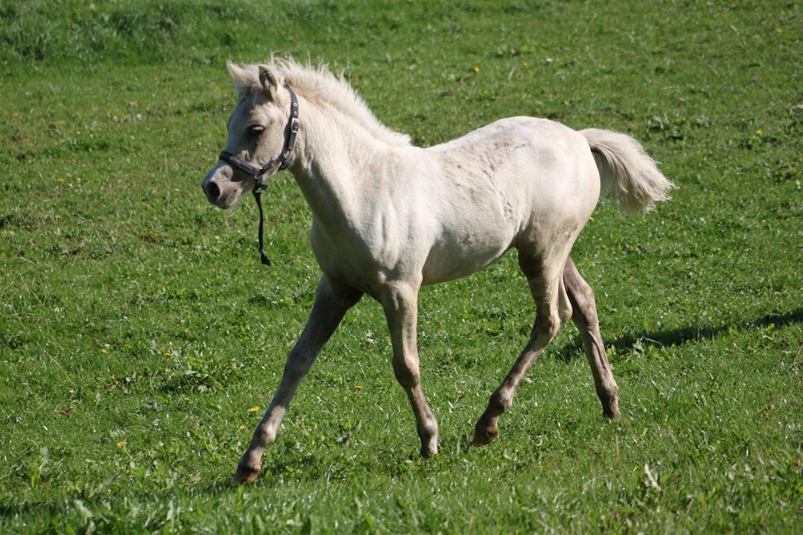 Welsh Partbred (Sec F) Agesergaards Golden Saga billede 24