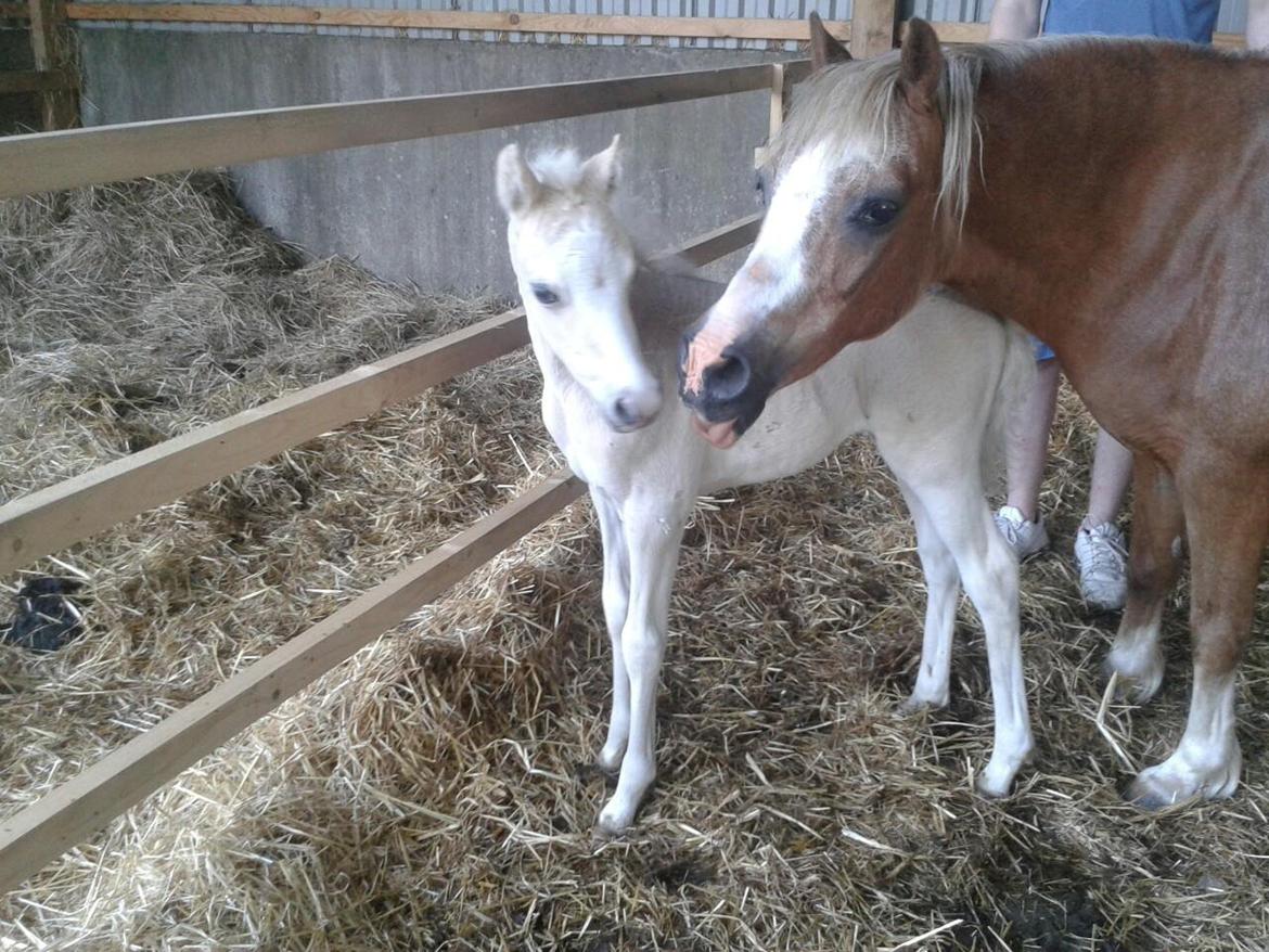 Welsh Partbred (Sec F) Agesergaards Golden Saga billede 25