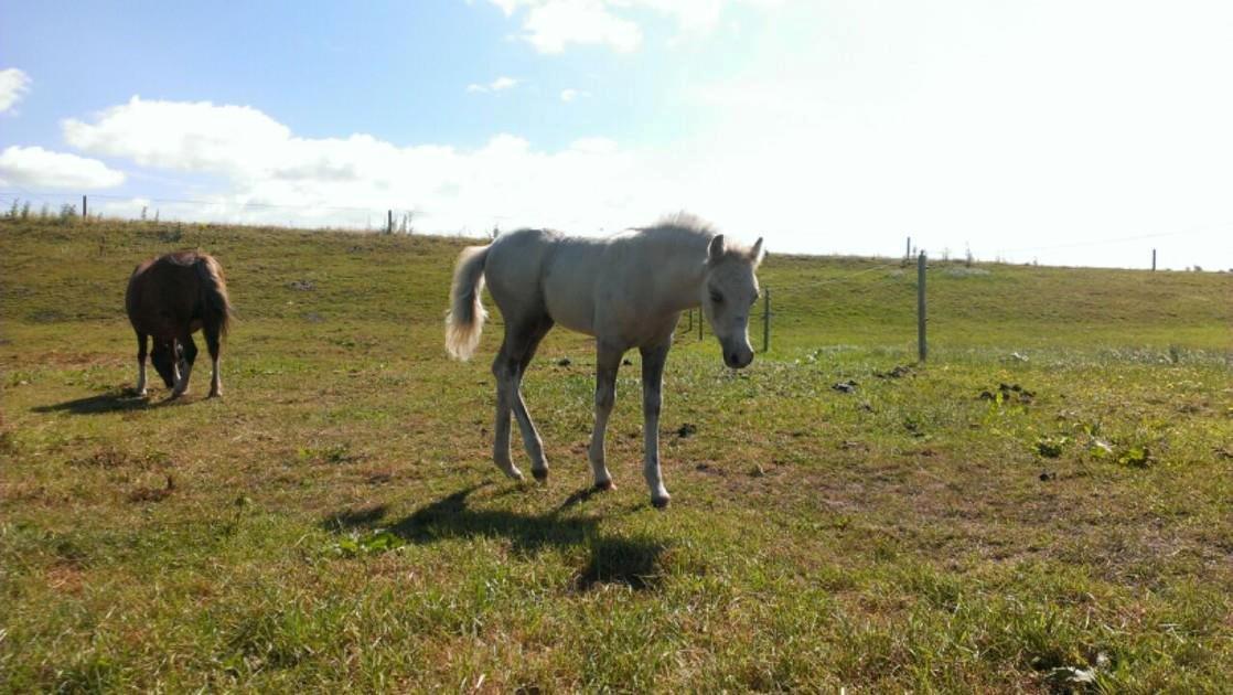 Welsh Partbred (Sec F) Agesergaards Golden Saga billede 26