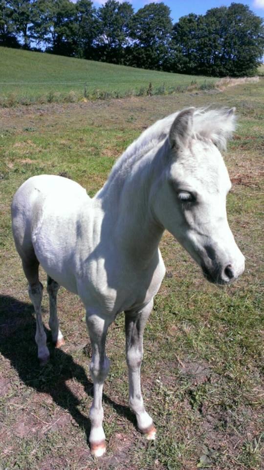 Welsh Partbred (Sec F) Agesergaards Golden Saga billede 27