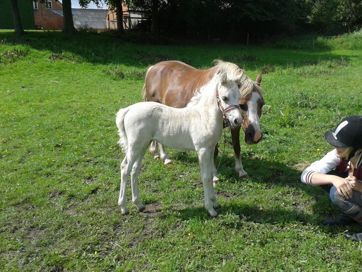 Welsh Partbred (Sec F) Agesergaards Golden Saga billede 28