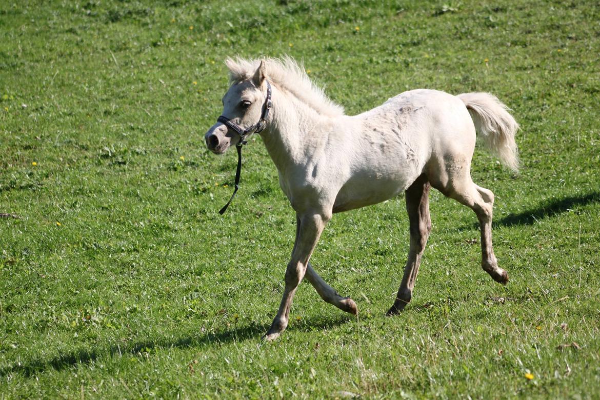 Welsh Partbred (Sec F) Agesergaards Golden Saga billede 29