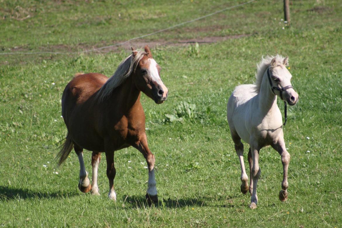 Welsh Partbred (Sec F) Agesergaards Golden Saga billede 30