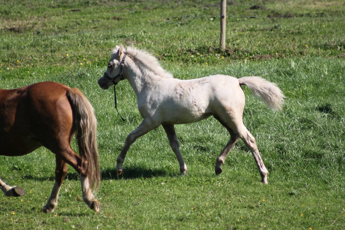 Welsh Partbred (Sec F) Agesergaards Golden Saga billede 31