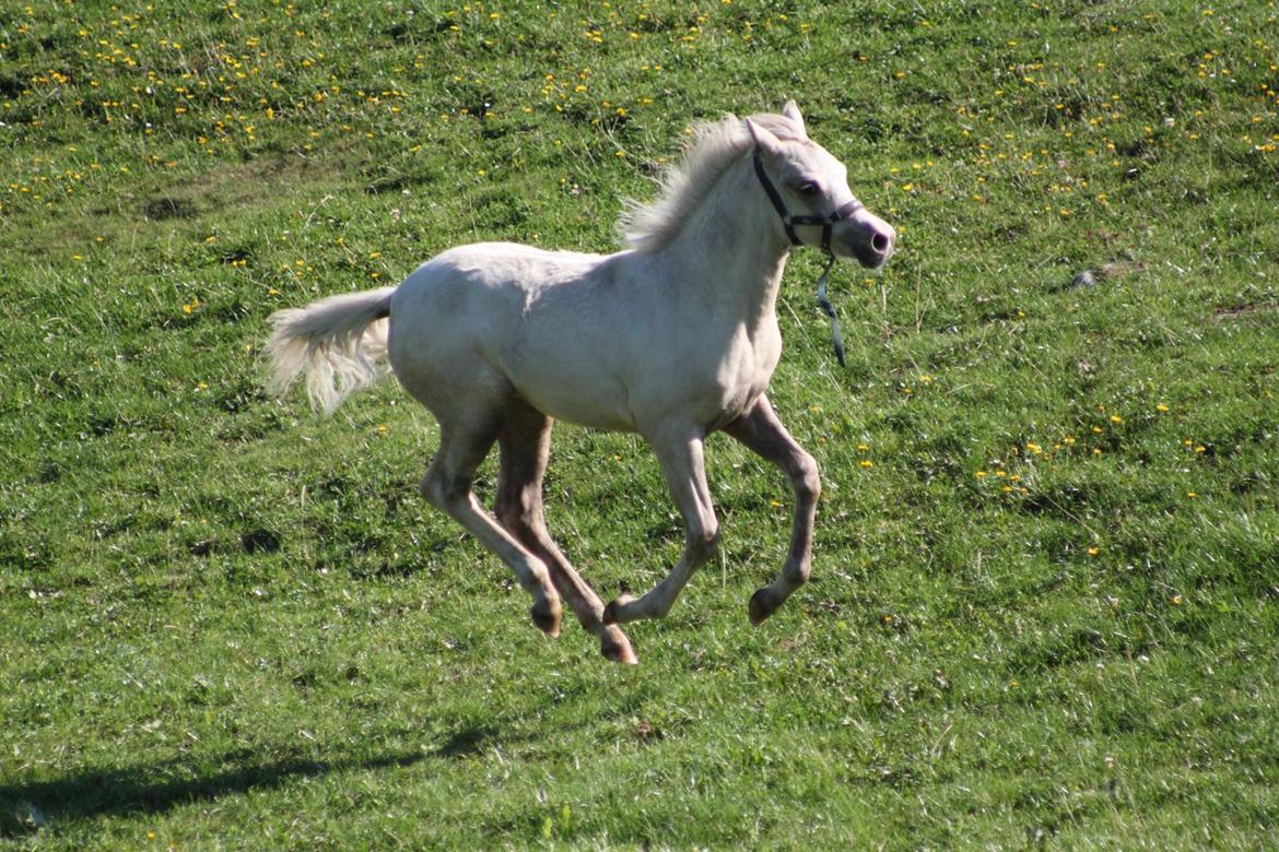 Welsh Partbred (Sec F) Agesergaards Golden Saga billede 32
