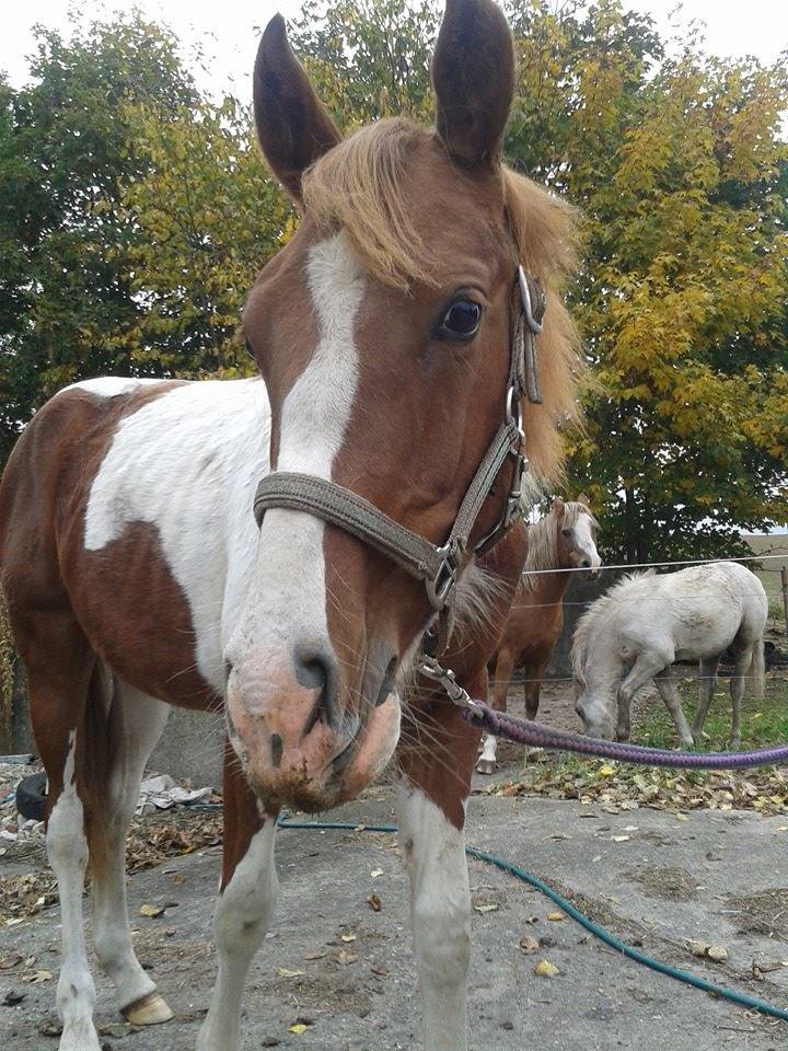 Pinto Kilgast's Tristan billede 14