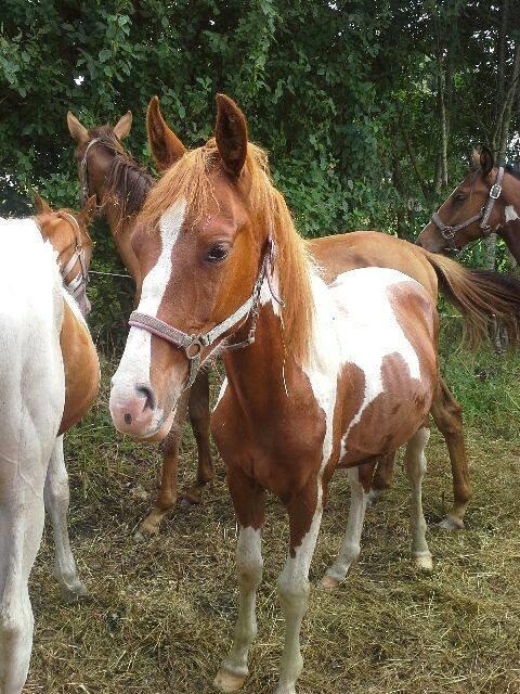 Pinto Kilgast's Tristan billede 15