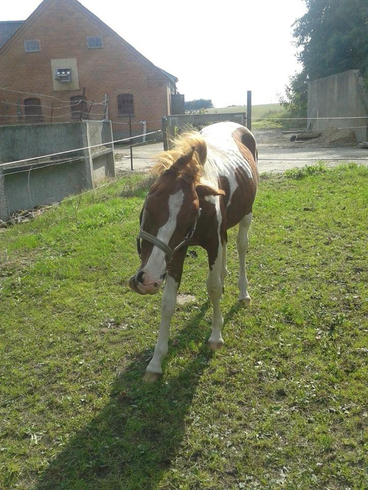 Pinto Kilgast's Tristan billede 16