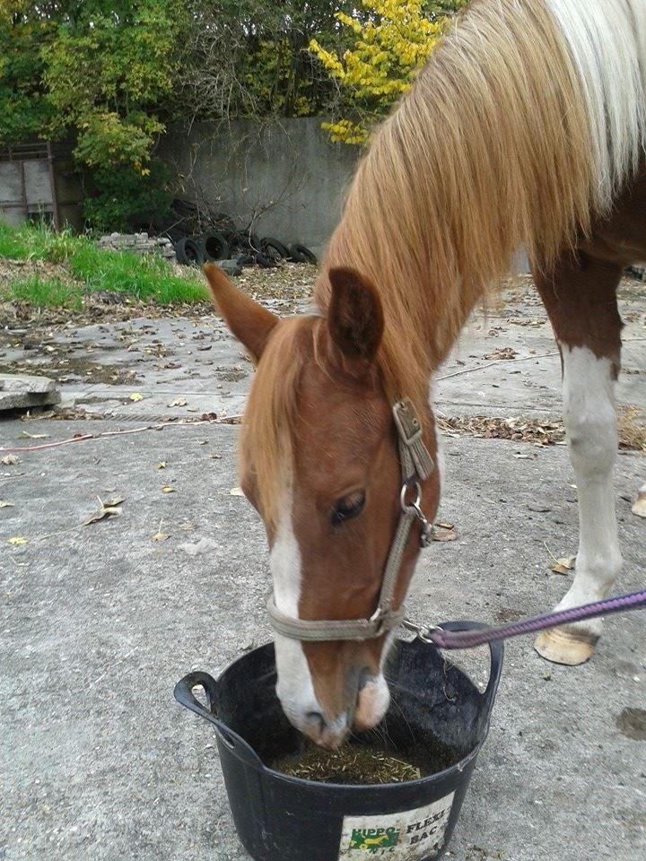 Pinto Kilgast's Tristan billede 17