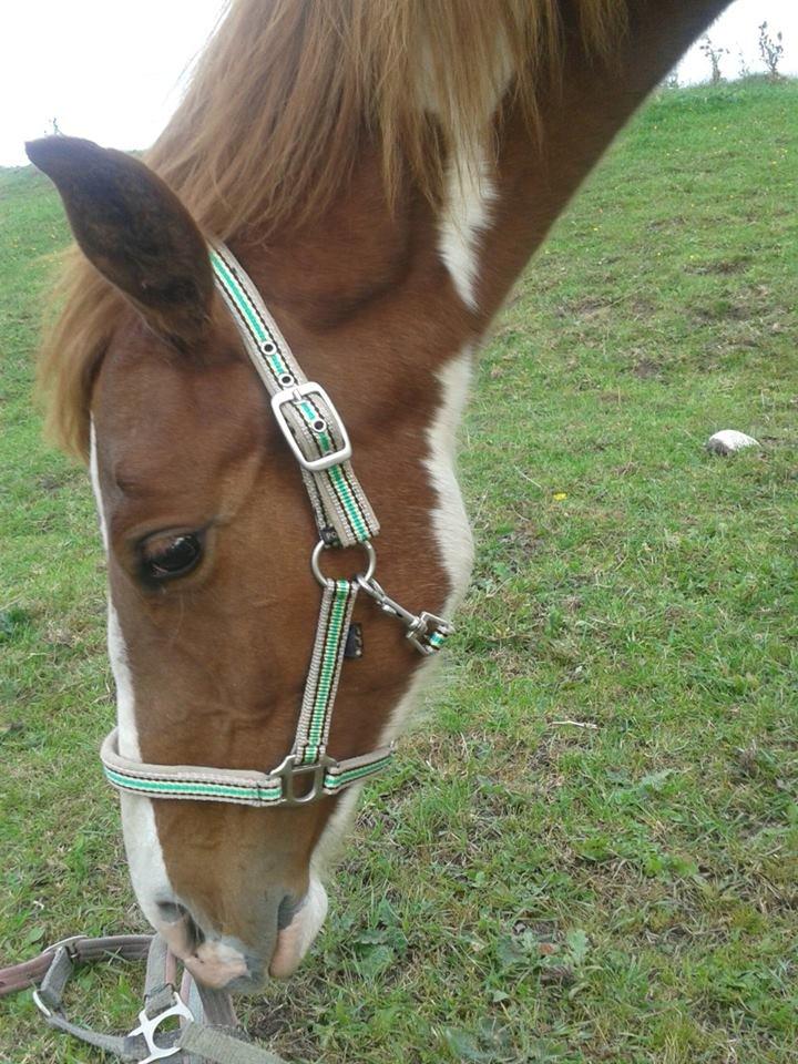 Pinto Kilgast's Tristan billede 19