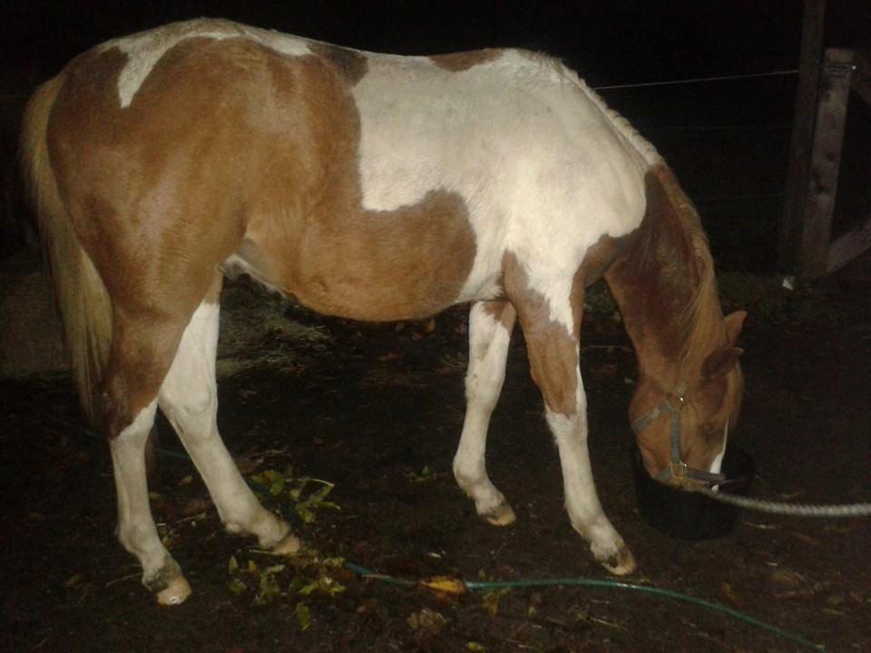 Pinto Kilgast's Tristan billede 20