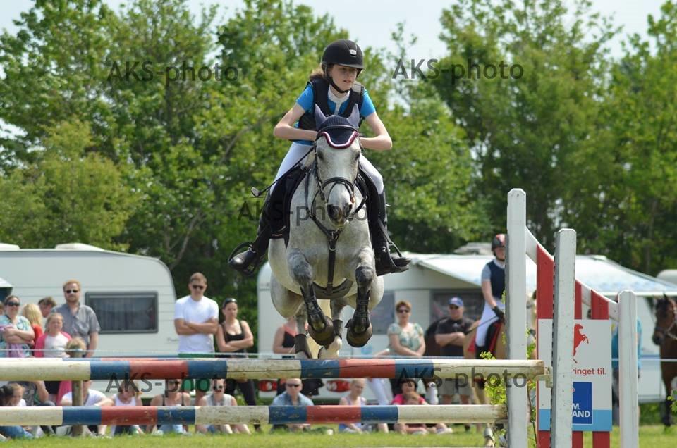 Hollandsk Sportspony Spice Girll billede 21