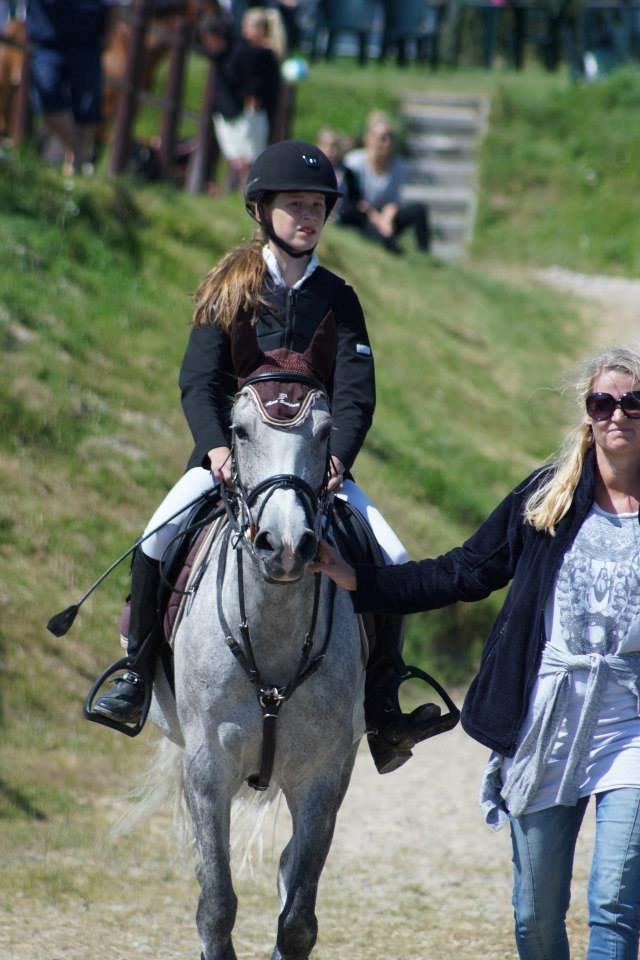Hollandsk Sportspony Spice Girll billede 23