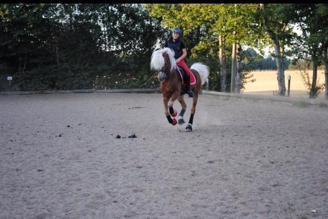 Haflinger William hah19 - <3 billede 14