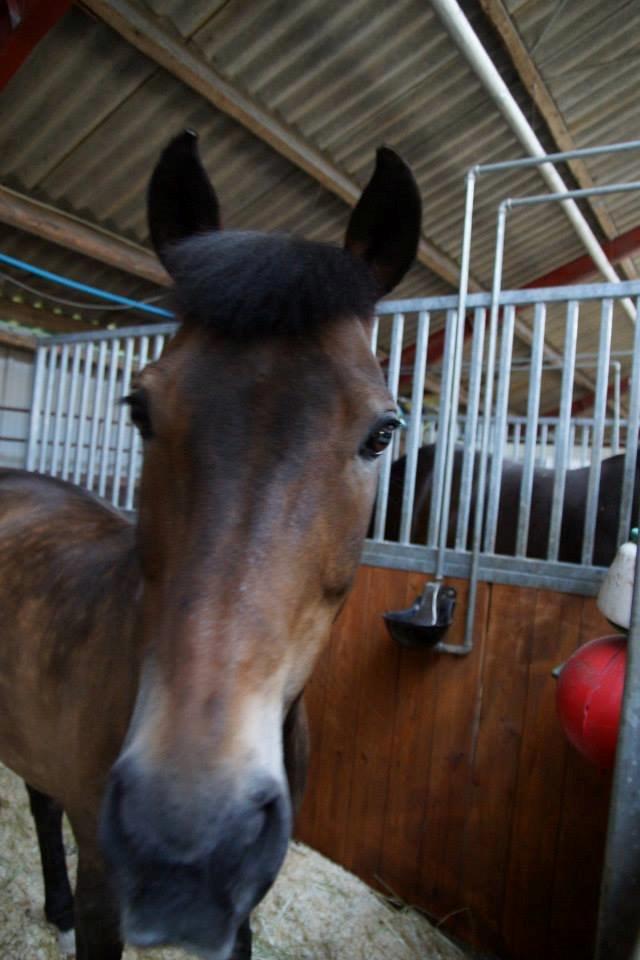 New Forest Elmerhøjs Bastian billede 1