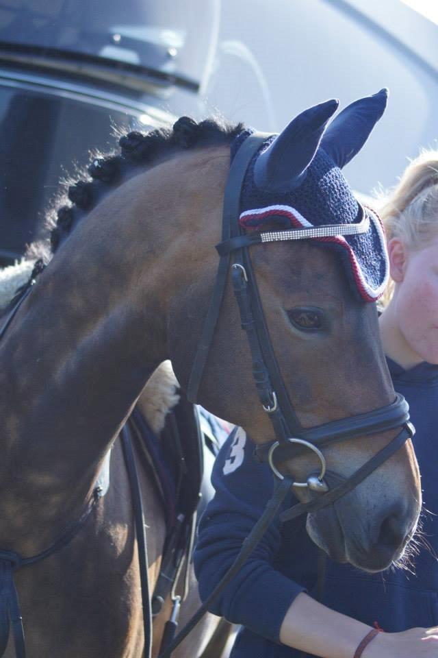 New Forest Elmerhøjs Bastian billede 2