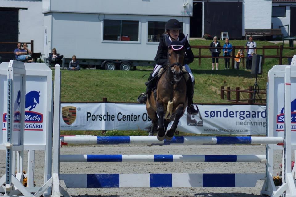 New Forest Elmerhøjs Bastian billede 3