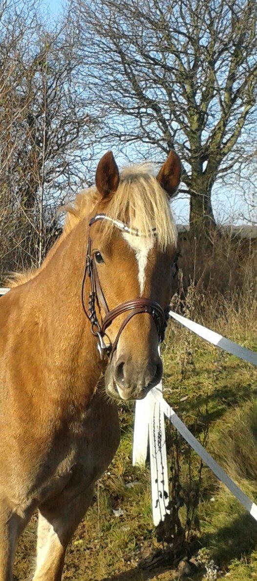 Welsh Cob (sec D) Mr. Roy billede 24