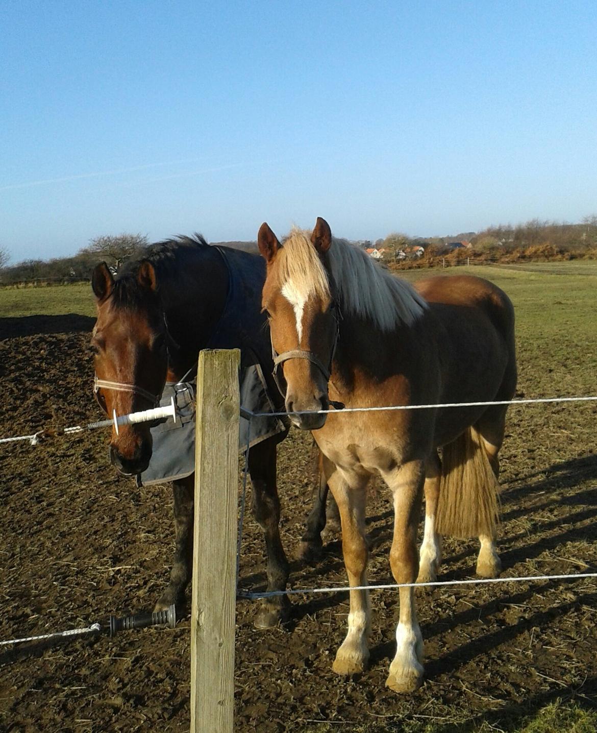 Welsh Cob (sec D) Mr. Roy billede 25
