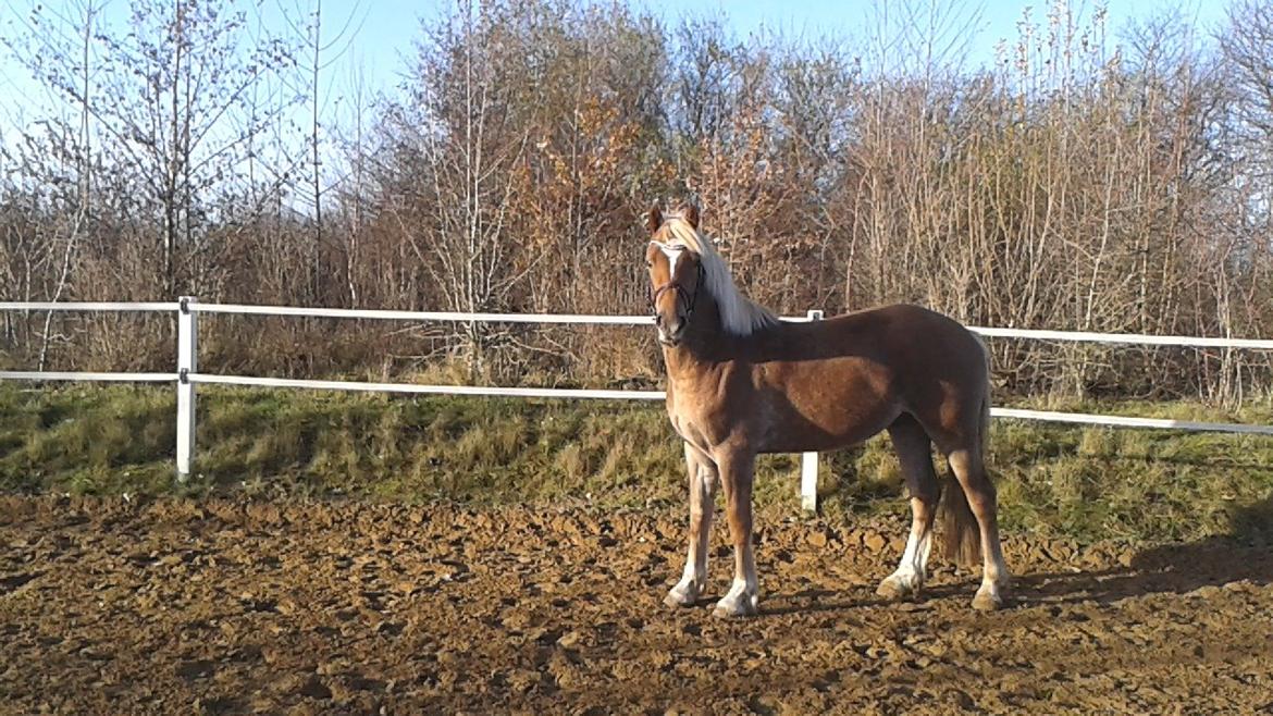 Welsh Cob (sec D) Mr. Roy billede 27