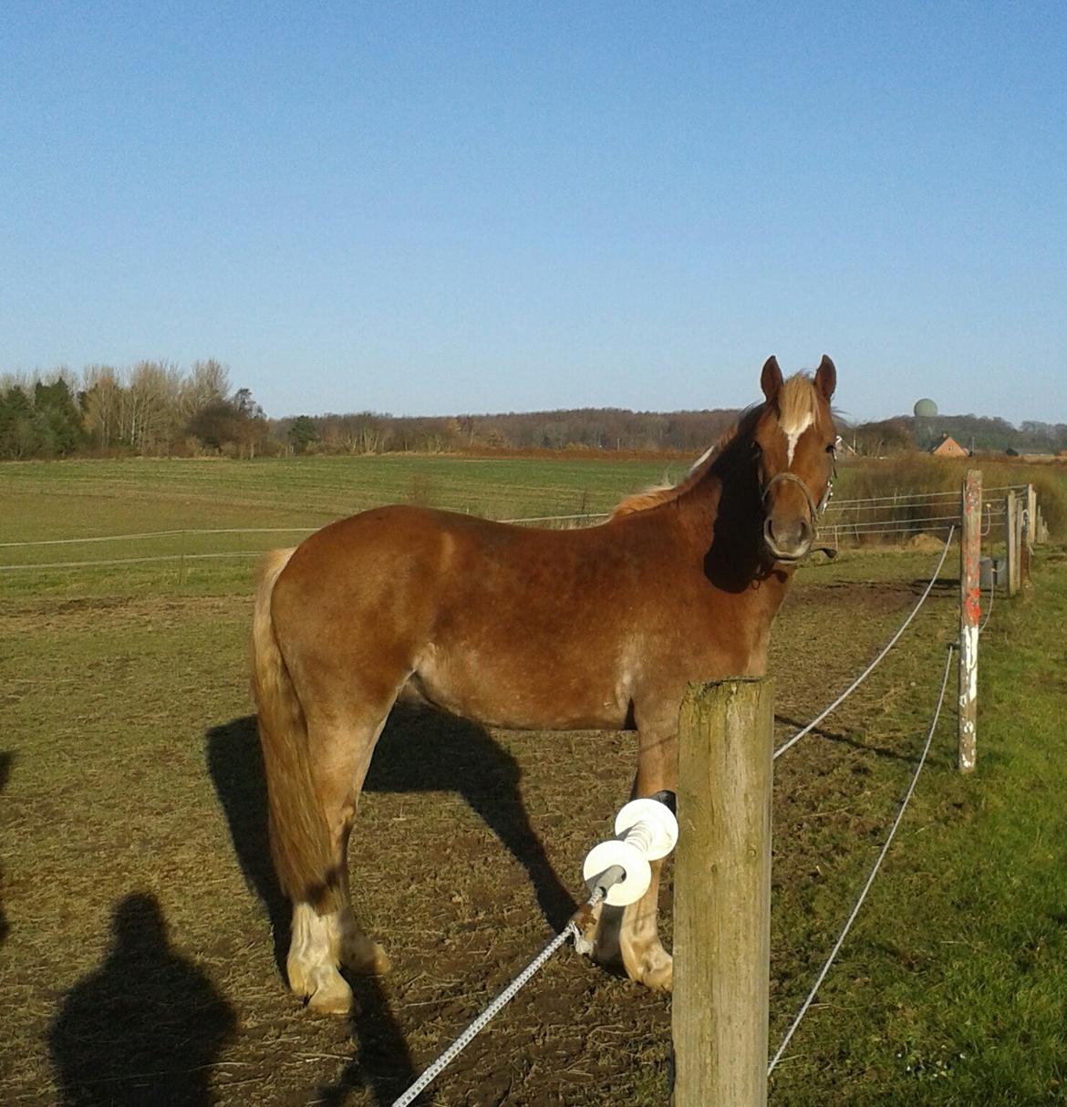 Welsh Cob (sec D) Mr. Roy billede 29