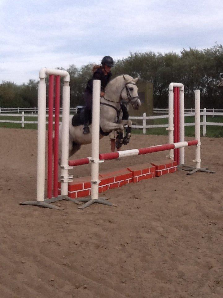 Connemara Damhavens Cayenne  billede 1