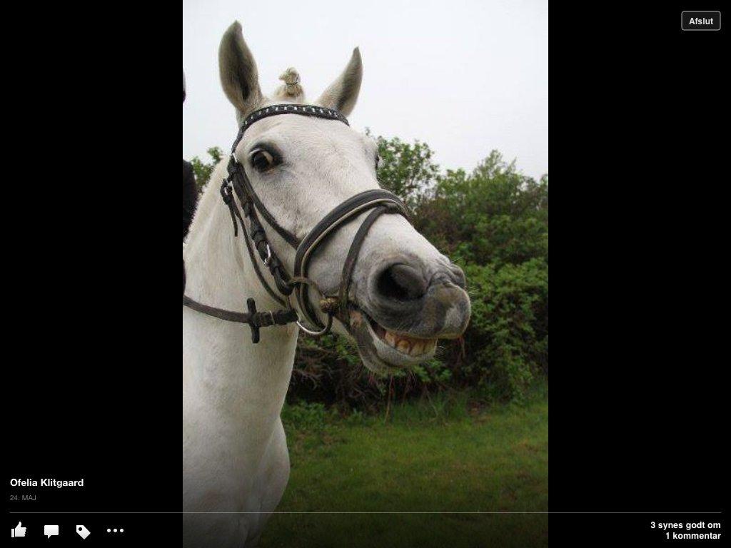 Connemara Damhavens Cayenne  billede 2