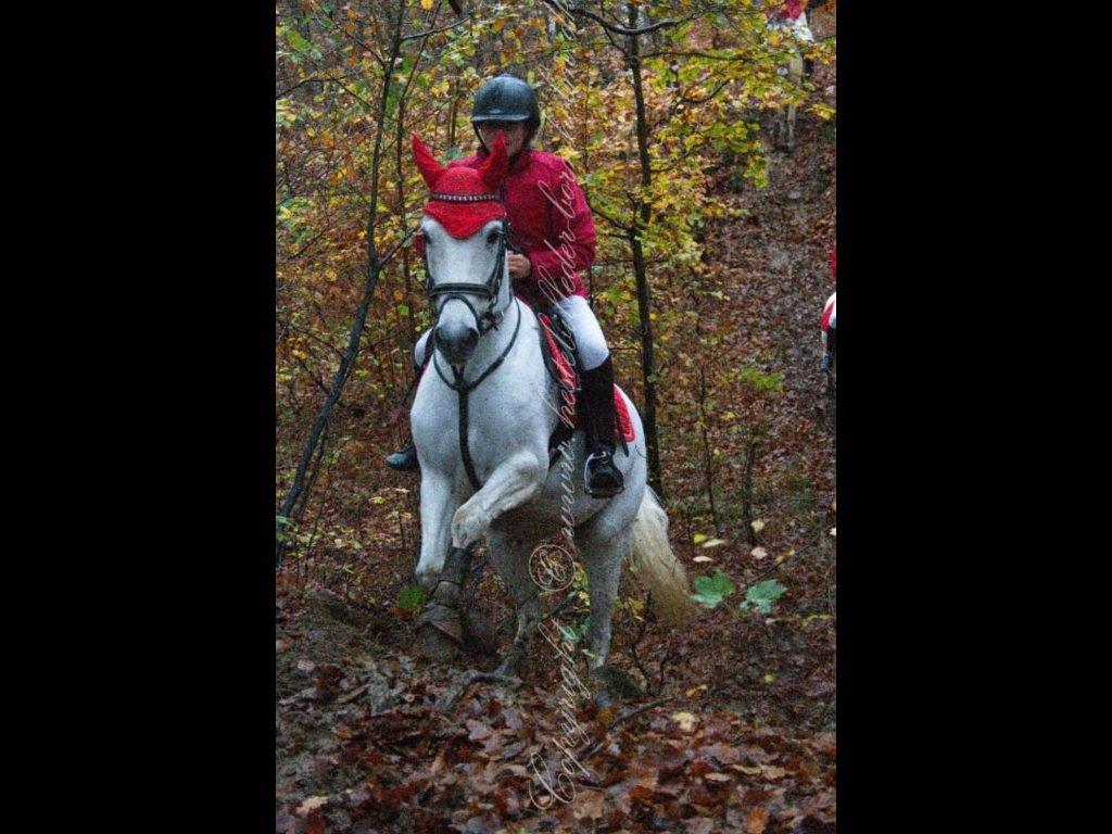 Connemara Damhavens Cayenne  billede 4