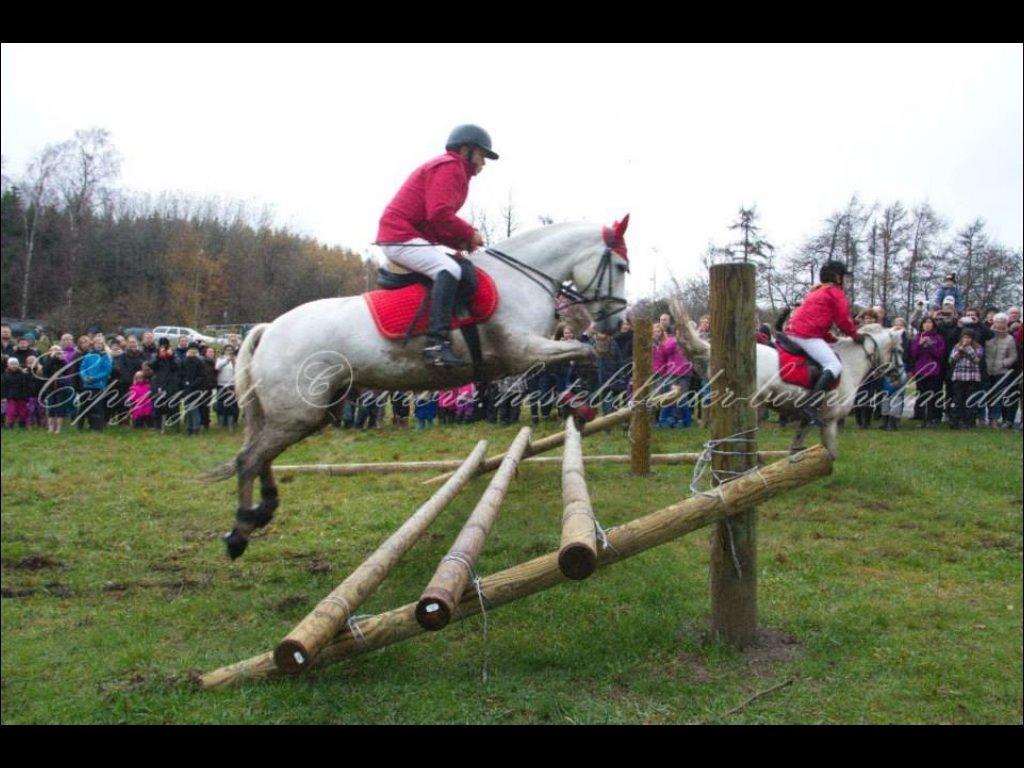 Connemara Damhavens Cayenne  billede 5