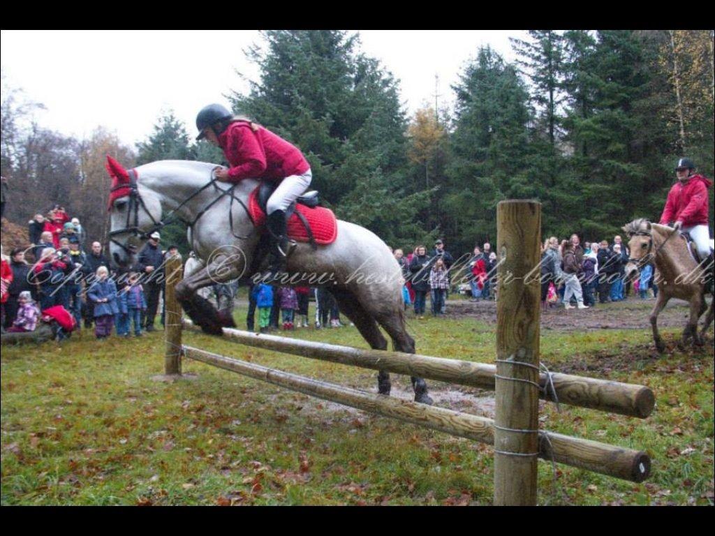 Connemara Damhavens Cayenne  billede 6