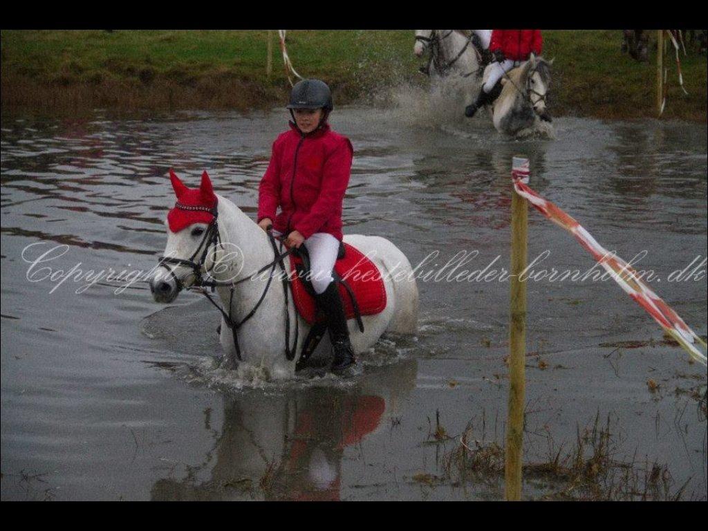 Connemara Damhavens Cayenne  billede 7