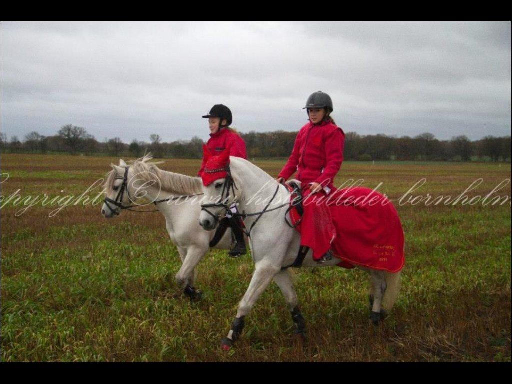 Connemara Damhavens Cayenne  billede 8