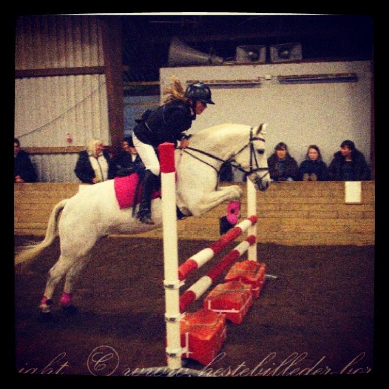 Connemara Damhavens Cayenne  billede 10