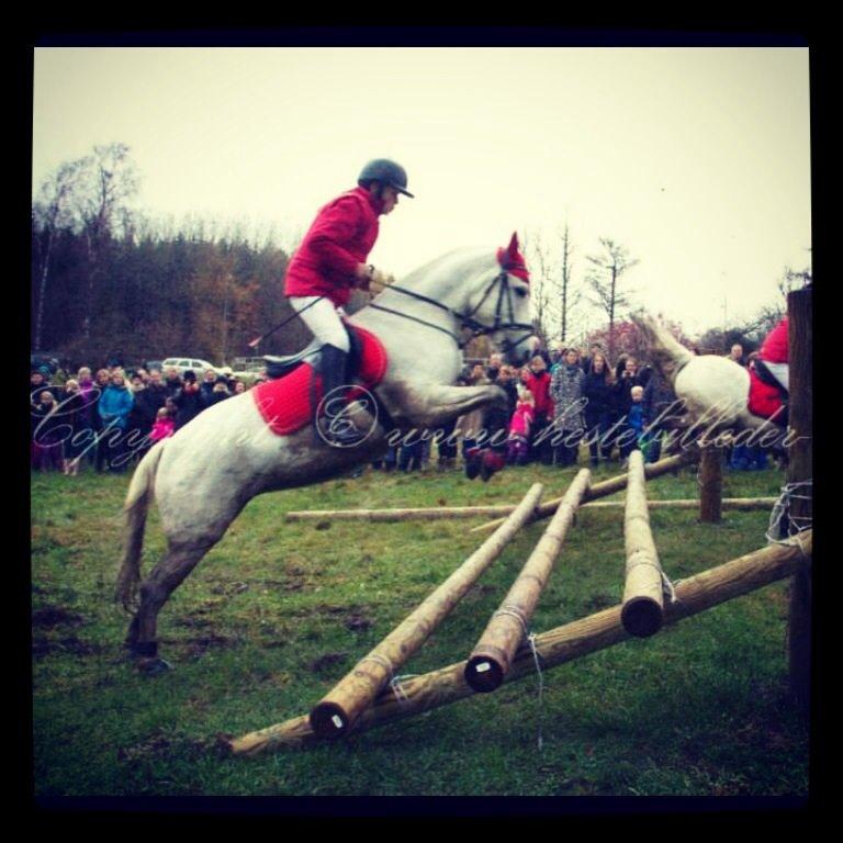 Connemara Damhavens Cayenne  billede 11